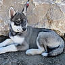 Bakù a rejoint le concours — aidez-le/la à gagner de superbes lots ! animal_portrait, black_and_white, blue_eyes, cute, dog, fluffy, fur, husky, leash, lying_down, mountainous, nature, outdoor, pet, pointed_ears, puppy, rocks, rocky_background, sand, siberian_husky