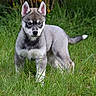 animal, blue_eyes, canine, dog, ears, fluffy, fur, garden, grass, gray_coat, husky, nature, outdoor, pet, portrait, puppy, siberian_husky, sitting, tail, white_markings
