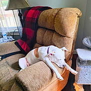 Bud is registered to the contest to win money with this photo: dog, recliner, blanket, window, lamp, cat_tree, wood_floor, indoor, sleeping, pet, furniture, relaxing, brown, white, purple_collar, cozy, resting, daylight, home, living_room