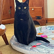 Sweetie joined the competition — help win amazing prizes! black_cat, cat, indoor, pet, feline, inflatable_pad, yellow_eyes, wooden_furniture, carpet, curious, sitting, domestic_animal, animal, looking_at_camera, home, cozy, furniture, tail, whiskers, ears