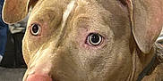 Arka participe au concours pour gagner de l'argent avec cette photo : animal, background, canine, close_up, collar, curious, dog, ears, equipment, eyes, fur, furniture, indoor, looking, nose, pet, pitbull, portrait, tan, white