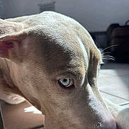 Arka participe au concours pour gagner de l'argent avec cette photo : animal, blue_eyes, calm, canine, close_up, dog, ears, fur_texture, indoor, light_fur, lying_down, natural_light, pet, portrait, resting, shadow, side_view, snout, tile_floor, whiskers