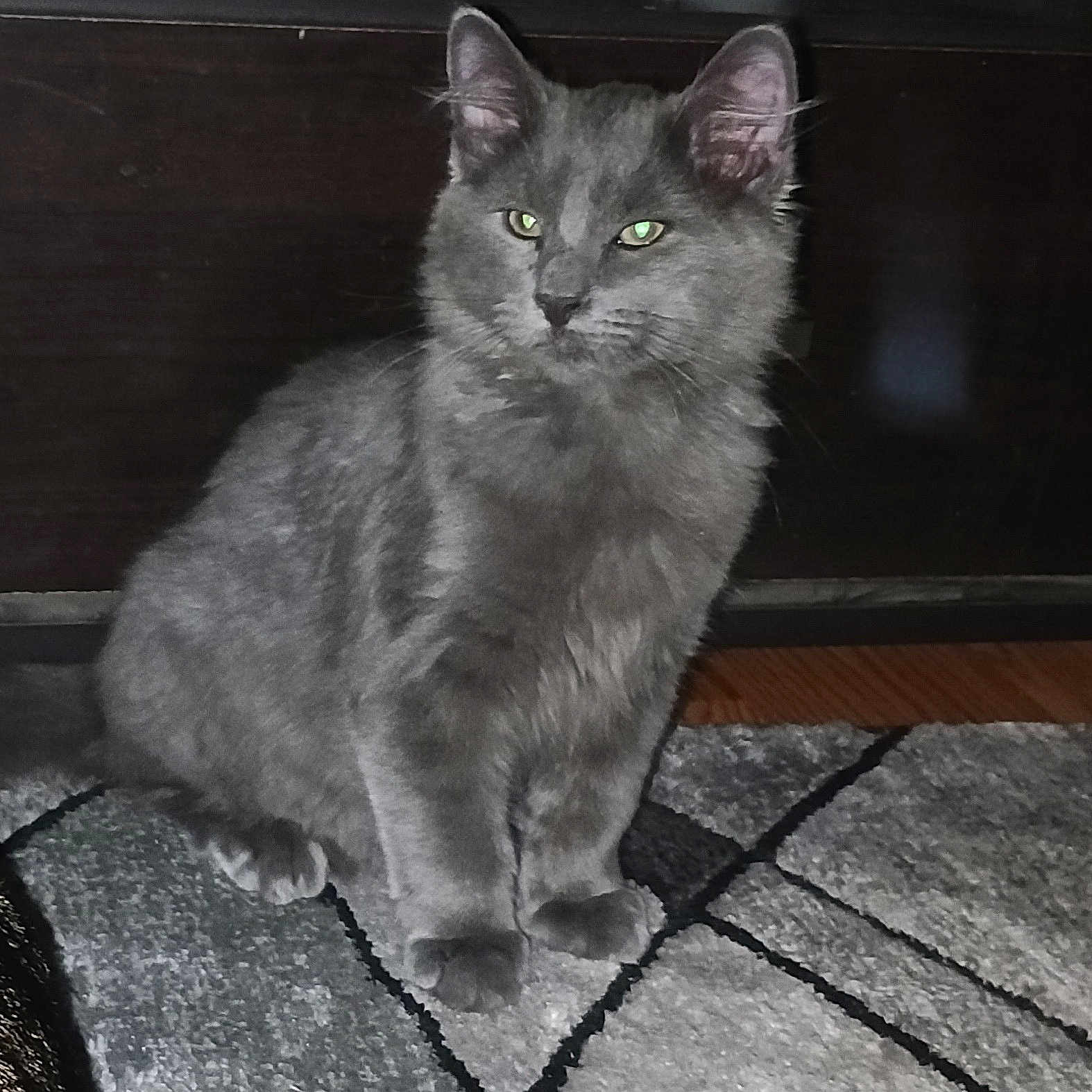 Smokey Whiskas joined the competition — help win amazing prizes! abyssinian, angora, animal, blackcat, brasssection, cat, den, egyptiancat, gray, hardwood, homedecor, horn, indoors, kitten, manx, musicalinstrument, pet, siamese, slate, wood