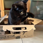 Scoot participe au concours pour gagner de l'argent avec cette photo : animal, black_cat, blurred_background, box, cardboard_box, cat, close_up, curious, domestic_cat, ears, feline, floor, home, indoor, paw, pet, playful, side_view, sitting, whiskers