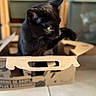 animal, black_cat, blurred_background, box, cardboard_box, cat, close_up, curious, domestic_cat, ears, feline, floor, home, indoor, paw, pet, playful, side_view, sitting, whiskers