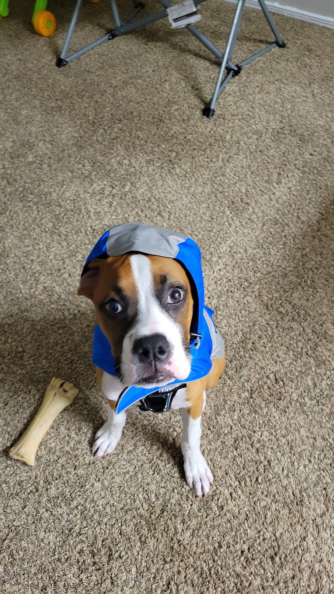 Kevin is registered to the contest to win money with this photo: canidae, carnivore, collar, companion_dog, dog, dog_breed, dog_collar, dog_supply, fawn, flooring, non_sporting_group, paw, pet_supply, road_surface, snout, sporting_group, working_animal, working_dog