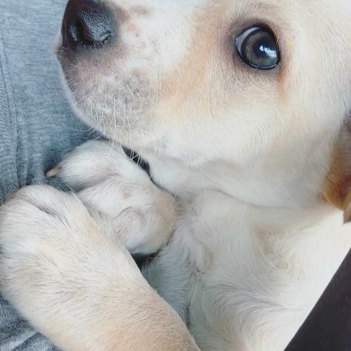 Duke