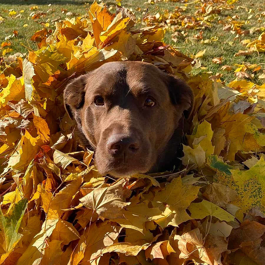 Mocha is registered to the contest to win money with this photo: animal, architecture, autumn, building, canine, dog, face, grass, head, hound, leaf, outdoors, person, pet, photography, plant, portrait, puppy, tree, vegetation