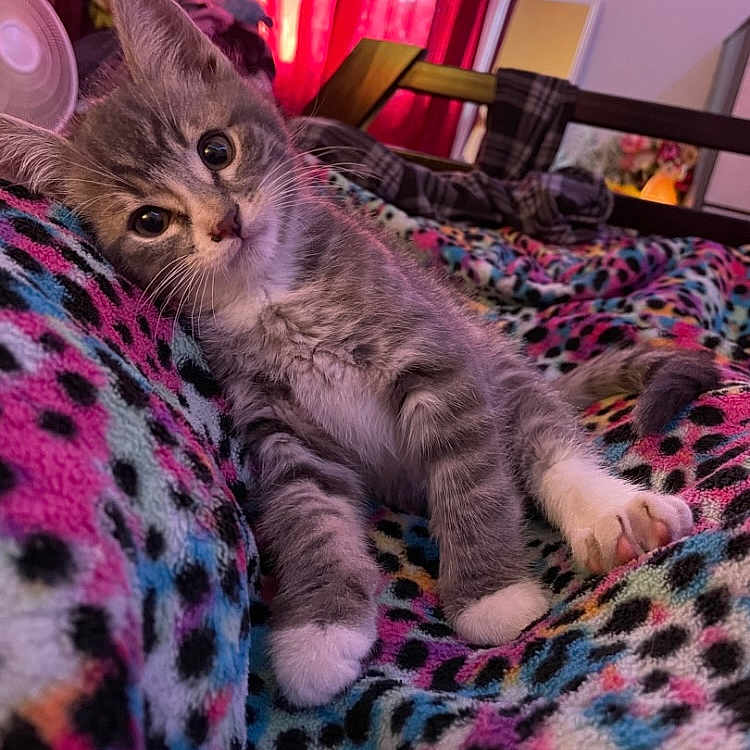 Oliver