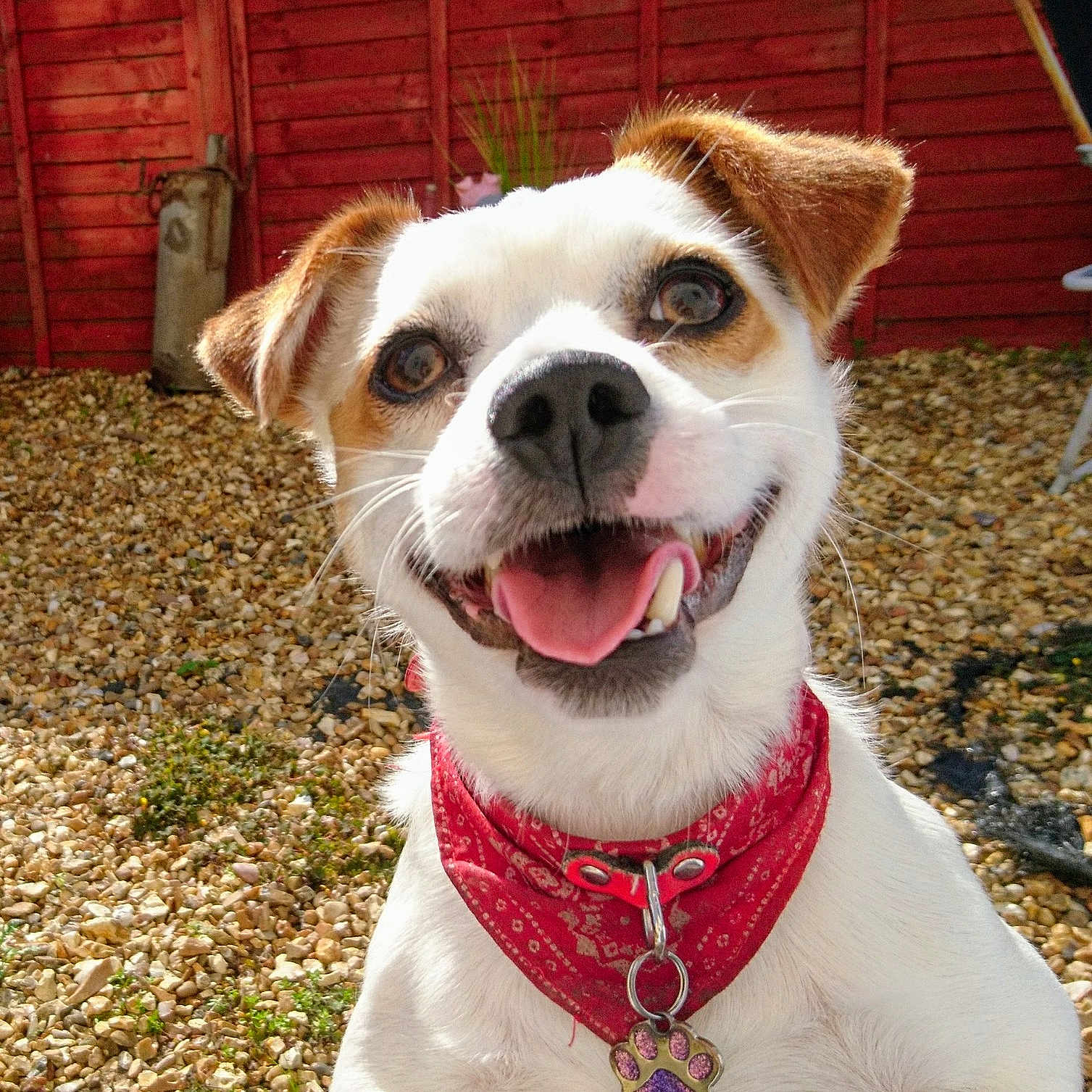 Freddie joined the competition — help win amazing prizes! carnivoran, companion_dog, dog, dog_breed, dog_breed_group, dog_crossbreeds, dog_like_mammal, snout