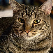 Kiki joined the competition — help win amazing prizes! cat, tabby, close_up, portrait, yellow_eyes, whiskers, fur, animal, domestic_cat, pet, face, ears, nose, indoor, calm, feline, mammal, looking, soft_light, background_blur