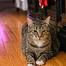 cat, tabby, pet, animal, indoor, wooden_floor, furniture, relaxed, cute, whiskers, paws, ears, domestic_cat, striped, household, closeup, mammal, resting, calm, fur