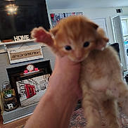 Gingi joined the competition — help win amazing prizes! kitten, cat, hand, indoor, living_room, fireplace, television, decoration, furniture, wood_floor, carpet, door, laundry_room, clock, cup, curtain, wall_art, shelf, blanket, vacuum_cleaner