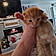 Gingi
