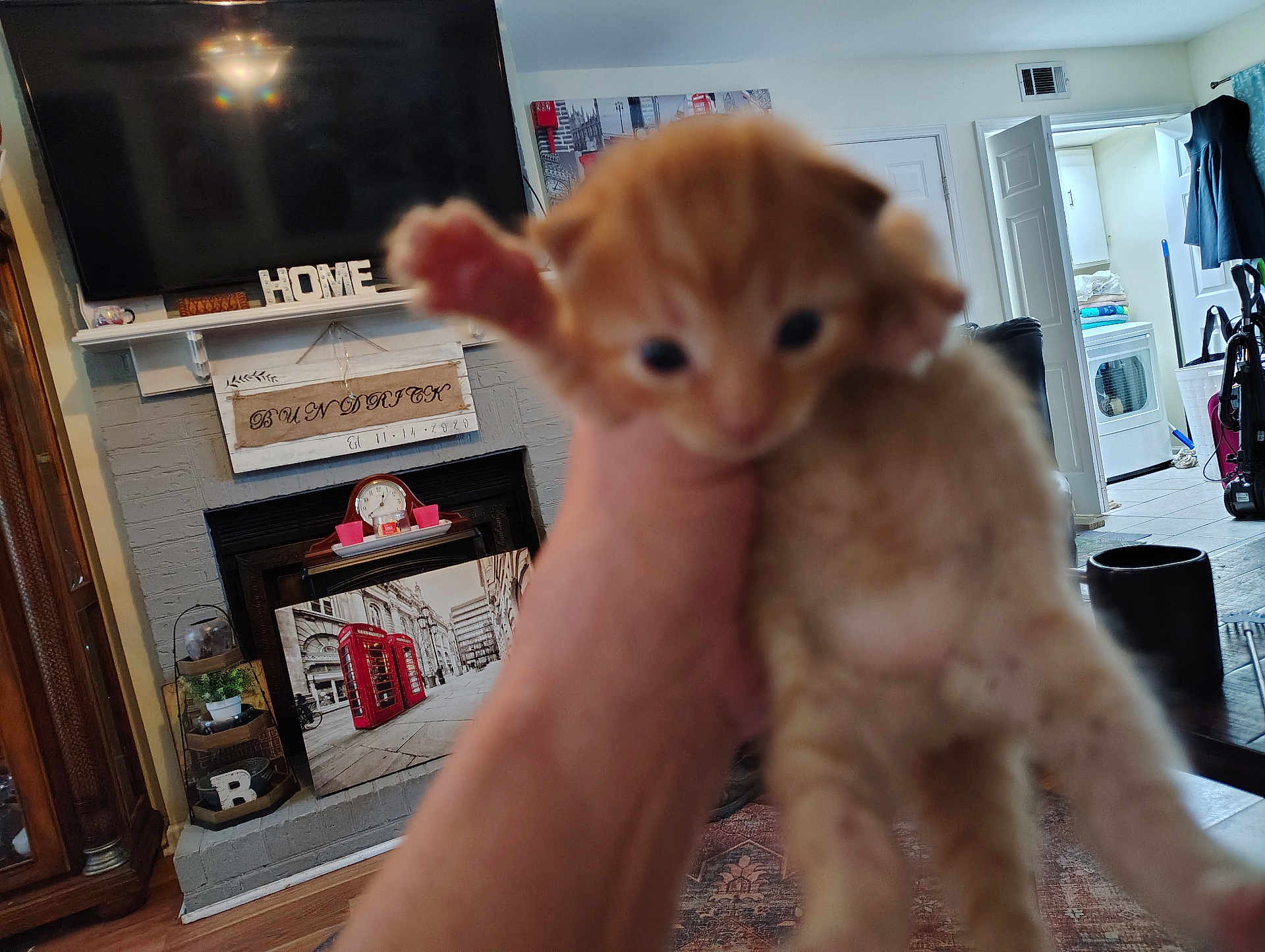 Gingi joined the competition — help win amazing prizes! kitten, cat, hand, indoor, living_room, fireplace, television, decoration, furniture, wood_floor, carpet, door, laundry_room, clock, cup, curtain, wall_art, shelf, blanket, vacuum_cleaner