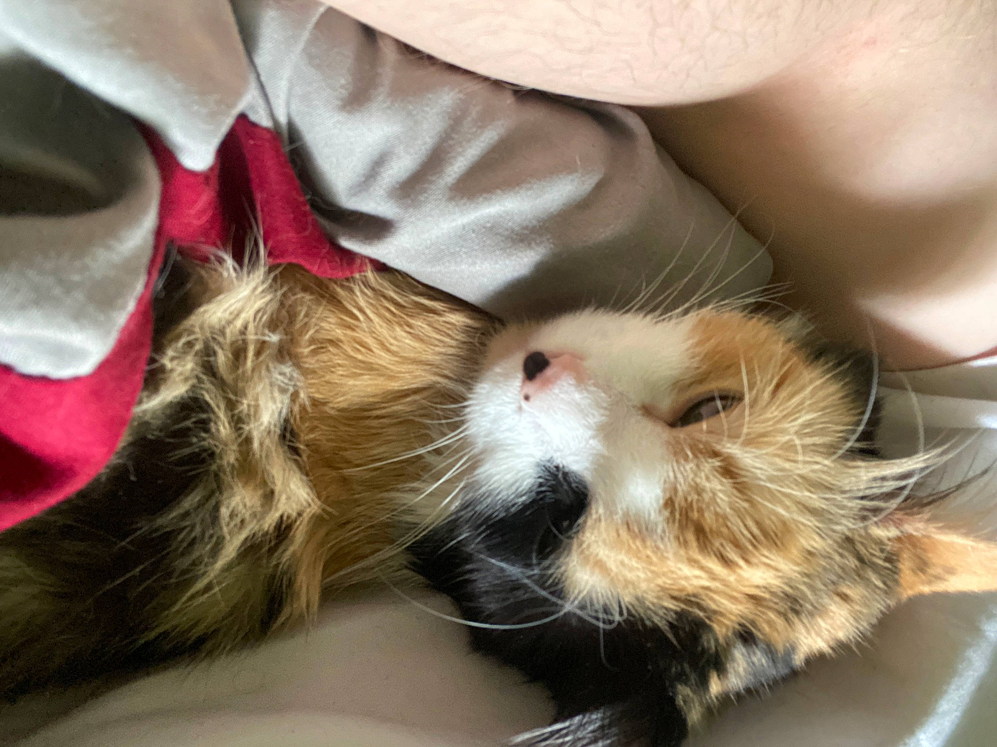 Tater Tot is registered to the contest to win money with this photo: canidae, carnivore, cat, claw, comfort, companion_dog, devon_rex, dog_breed, fawn, felidae, fur, lap, mammal, nap, paw, small_to_medium_sized_cats, snout, sporting_group, tail, whiskers