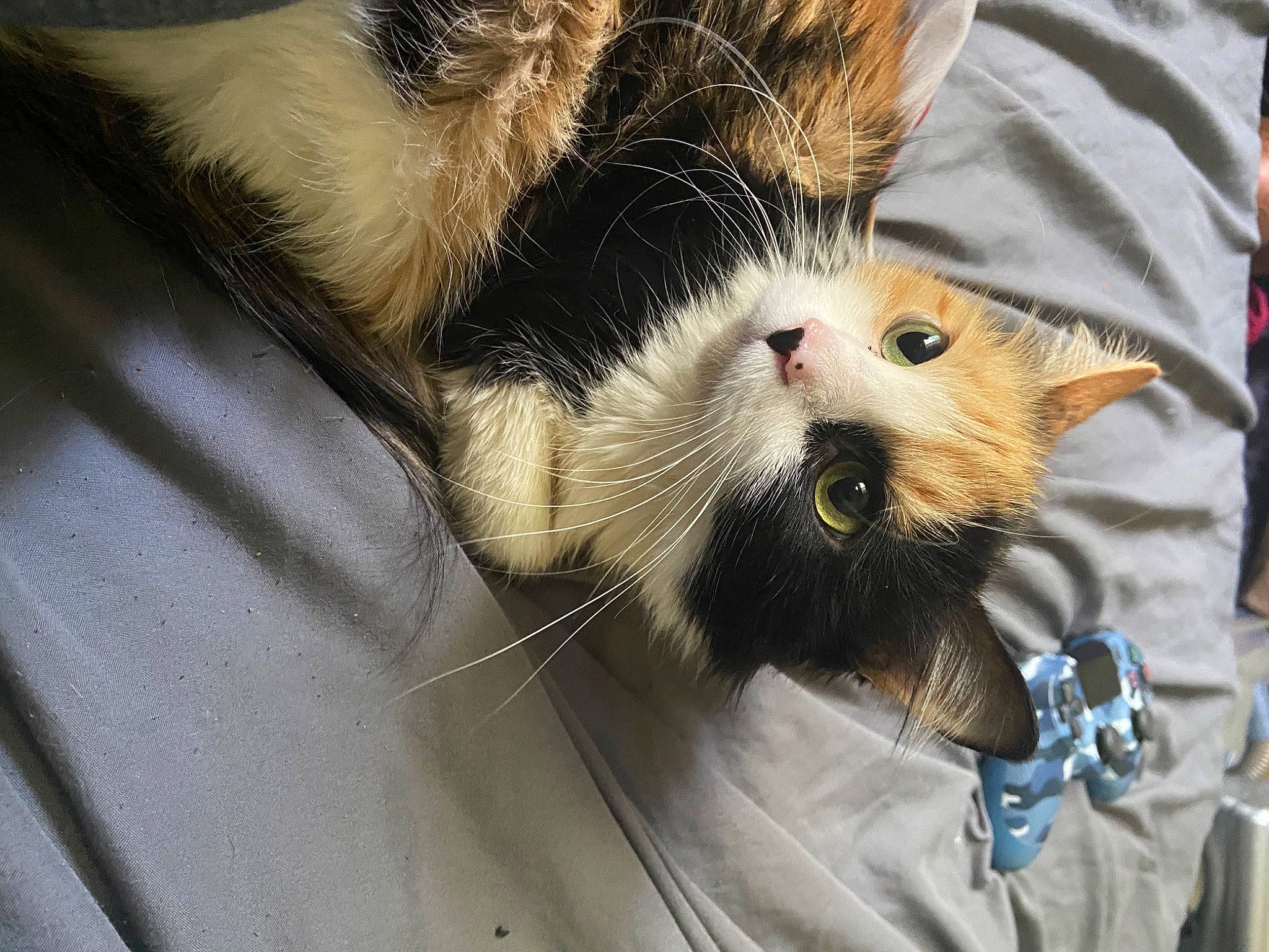 Tater Tot is registered to the contest to win money with this photo: carnivore, cat, claw, domestic_short_haired_cat, eye, fawn, felidae, fur, paw, small_to_medium_sized_cats, snout, tail, whiskers