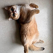 Garfield a rejoint le concours — aidez-le/la à gagner de superbes lots ! animal, brown, cat, cute, domestic_animal, floor, fluffy, fur, indoor, looking_up, lying_down, paws, pet, playful, relaxed, soft, tail, tiled_floor, whiskers, white