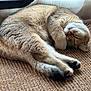 cat, sleeping, fur, paw, cute, cozy, indoor, resting, animal, pet, relaxed, curled_up, whiskers, ear, muzzle, texture, carpet, home, soft, nap