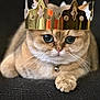 cat, crown, pet, animal, feline, cute, portrait, indoor, domestic, whiskers, fur, closeup, eyes, golden, resting, paws, adorable, soft, small, majestic