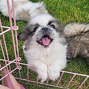 Pepper is registered to the contest to win money with this photo: puppy, dog, grass, pink_fence, happy, tongue_out, fluffy, pet, playful, cute, animal, outdoor, small_dog, fur, face, paw, summer, footwear, sandal, pet_enclosure