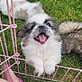 puppy, dog, grass, pink_fence, happy, tongue_out, fluffy, pet, playful, cute, animal, outdoor, small_dog, fur, face, paw, summer, footwear, sandal, pet_enclosure