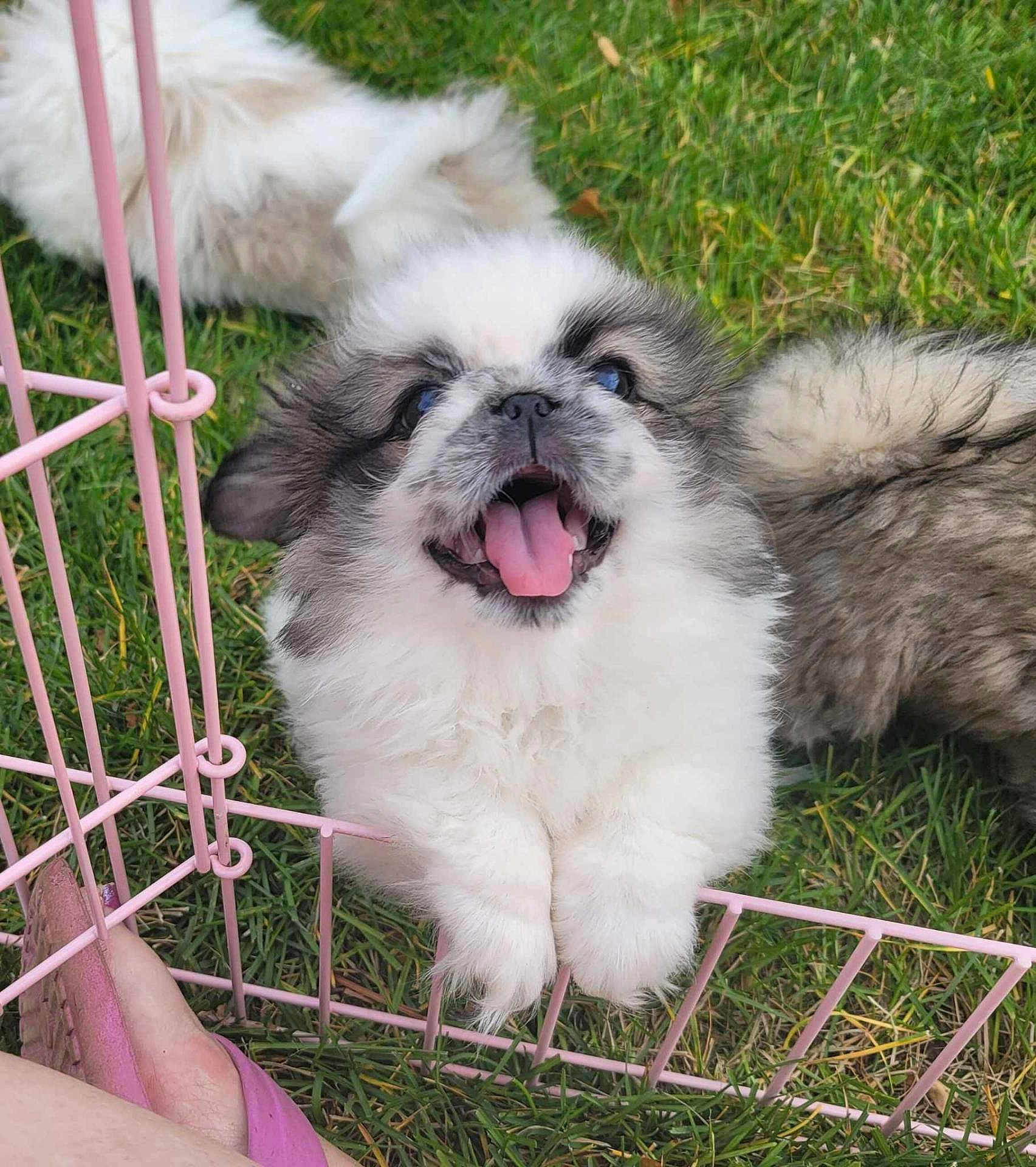 Pepper