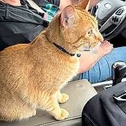 Valentine is registered to the contest to win money with this photo: cat, orange_cat, pet, animal, feline, collar, car_interior, center_console, driver, person, seat, jeans, steering_wheel, gear_shift, black_bag, close_up, side_view, indoor, domestic_animal, fur