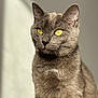 cat, gray_cat, yellow_eyes, pet, animal, feline, portrait, close_up, indoor, soft_light, whiskers, ears, fur, looking_away, sitting, calm, domestic_animal, mammal, cute, natural_light