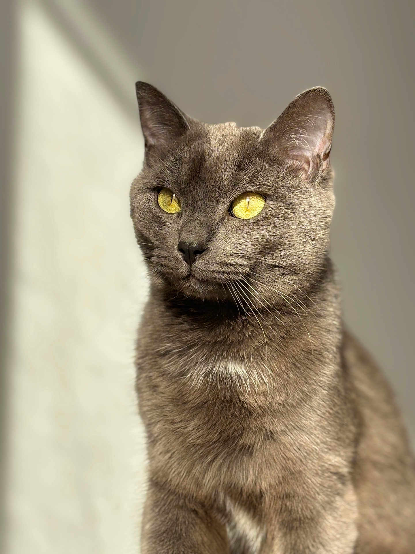 Yoda a rejoint le concours — aidez-le/la à gagner de superbes lots ! cat, gray_cat, yellow_eyes, pet, animal, feline, portrait, close_up, indoor, soft_light, whiskers, ears, fur, looking_away, sitting, calm, domestic_animal, mammal, cute, natural_light