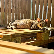 Pagaille participe au concours pour gagner de l'argent avec cette photo : cat, tabby_cat, wooden_pallet, sunlight, fence, outdoor, relaxed, animal, pet, fur, whiskers, ears, bench, daylight, resting, nature, wood, domestic_cat, sunshine, shadows