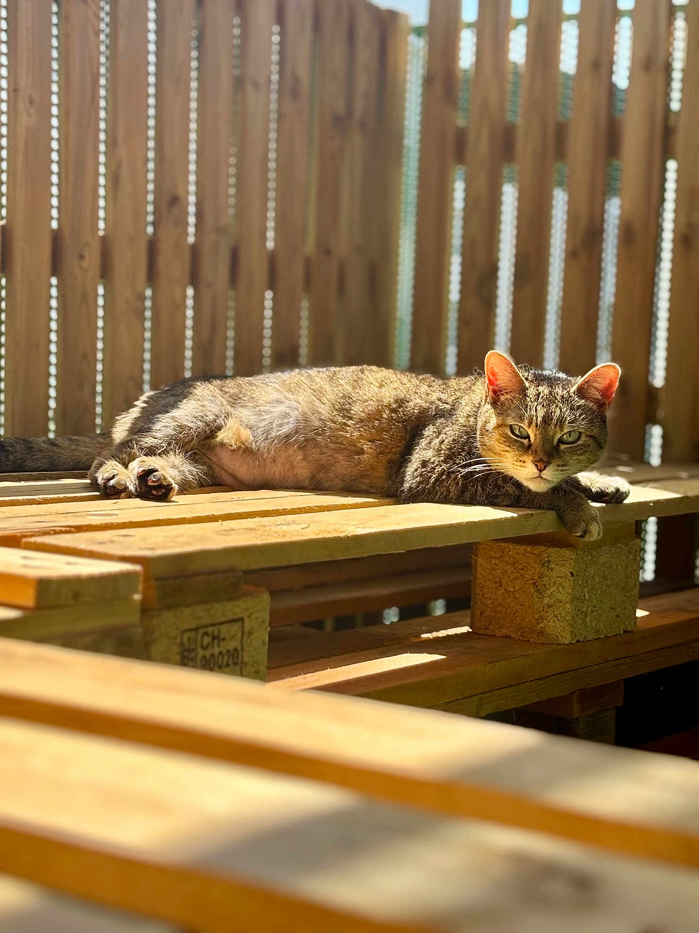 Pagaille participe au concours pour gagner de l'argent avec cette photo : cat, tabby_cat, wooden_pallet, sunlight, fence, outdoor, relaxed, animal, pet, fur, whiskers, ears, bench, daylight, resting, nature, wood, domestic_cat, sunshine, shadows