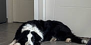Messie a rejoint le concours — aidez-le/la à gagner de superbes lots ! dog, black_and_white, border_collie, lying_down, floor, tile_floor, indoor, door, sunlight, shadow, pet, canine, resting, animal, domestic_animal, fur, quiet, relaxed, house, companion