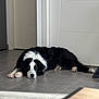 dog, black_and_white, border_collie, lying_down, floor, tile_floor, indoor, door, sunlight, shadow, pet, canine, resting, animal, domestic_animal, fur, quiet, relaxed, house, companion