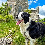 Messie participe au concours pour gagner de l'argent avec cette photo : dog, black_and_white, grass, stone_building, church, blue_sky, clouds, outdoor, happy, panting, nature, leash, fur, canine, daylight, greenery, rock, animal, portrait, scenic