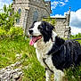 dog, black_and_white, grass, stone_building, church, blue_sky, clouds, outdoor, happy, panting, nature, leash, fur, canine, daylight, greenery, rock, animal, portrait, scenic