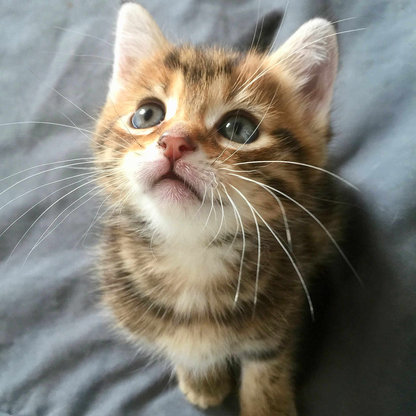 Oscar