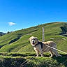 Rosco participe au concours pour gagner de l'argent avec cette photo : dog, golden_retriever, grass, hill, outdoor, nature, sky, blue_sky, sunny, leash, harness, pet, canine, animal, landscape, field, green, scenic, daytime, walking