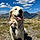 Rosco