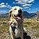 Rosco