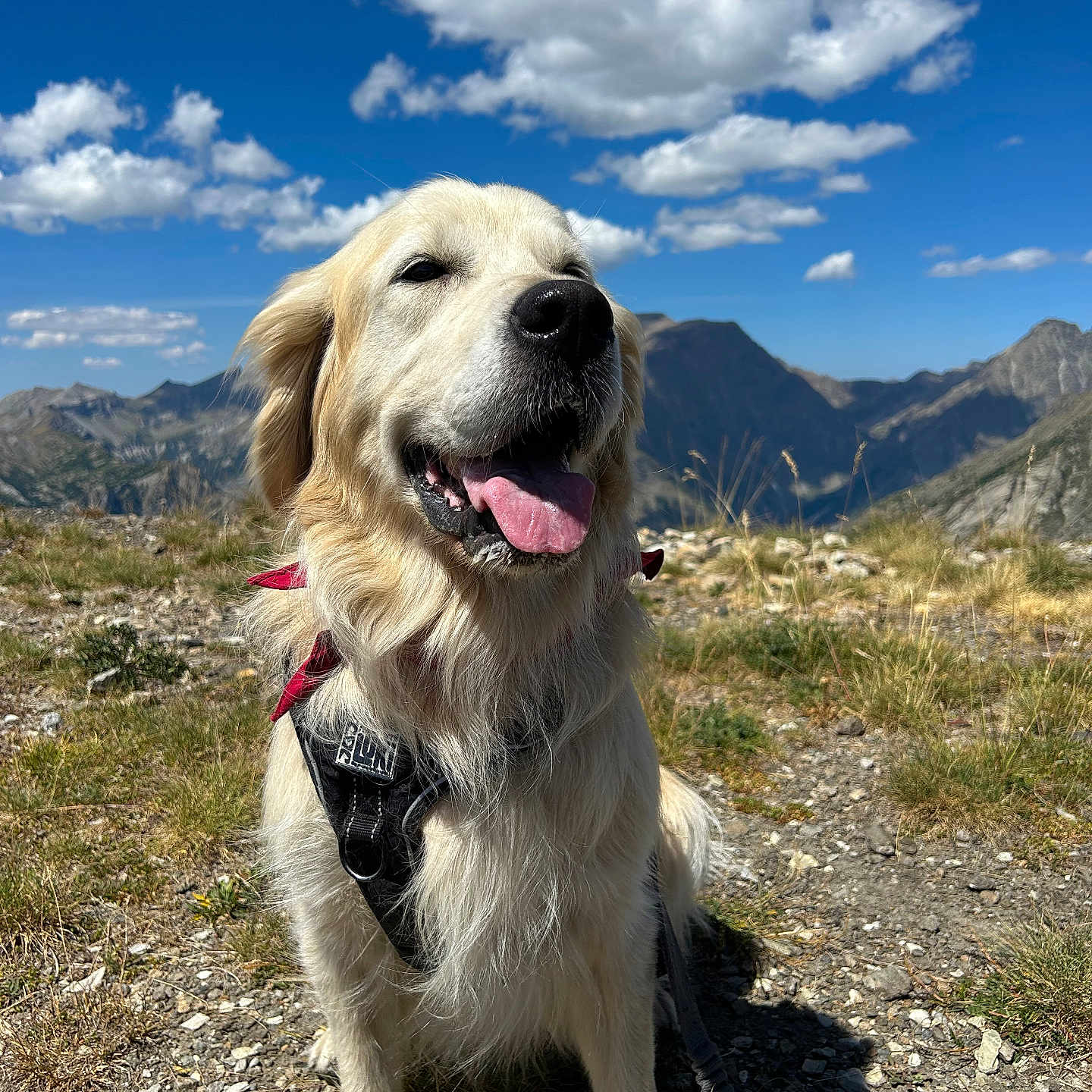 Rosco participe au concours pour gagner de l'argent avec cette photo : dog, golden_retriever, outdoor, mountain, sky, clouds, grass, rocks, leash, harness, sunlight, nature, pet, canine, tongue_out, happy, scenery, trail, summer, adventure