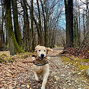 Rosco participe au concours pour gagner de l'argent avec cette photo : dog, golden_retriever, stick, forest, path, trees, leaves, outdoor, nature, running, happy, animal, canine, autumn, trail, woods, daytime, motion_blur, excited, pet