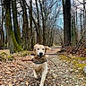 dog, golden_retriever, stick, forest, path, trees, leaves, outdoor, nature, running, happy, animal, canine, autumn, trail, woods, daytime, motion_blur, excited, pet