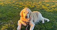 Rosco a rejoint le concours — aidez-le/la à gagner de superbes lots ! dog, golden_retriever, grass, field, mountains, sunlight, leash, outdoor, nature, canine, pet, animal, sky, landscape, scenic, daylight, relaxed, resting, harness, greenery