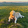 dog, golden_retriever, grass, field, mountains, sunlight, leash, outdoor, nature, canine, pet, animal, sky, landscape, scenic, daylight, relaxed, resting, harness, greenery