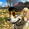 Rosco a rejoint le concours — aidez-le/la à gagner de superbes lots ! dog, golden_retriever, sunglasses, hat, outdoor, sunny, grass, rocks, nature, pet, canine, portrait, fashion, summer, animal, leash, happy, close_up, headwear, eyewear