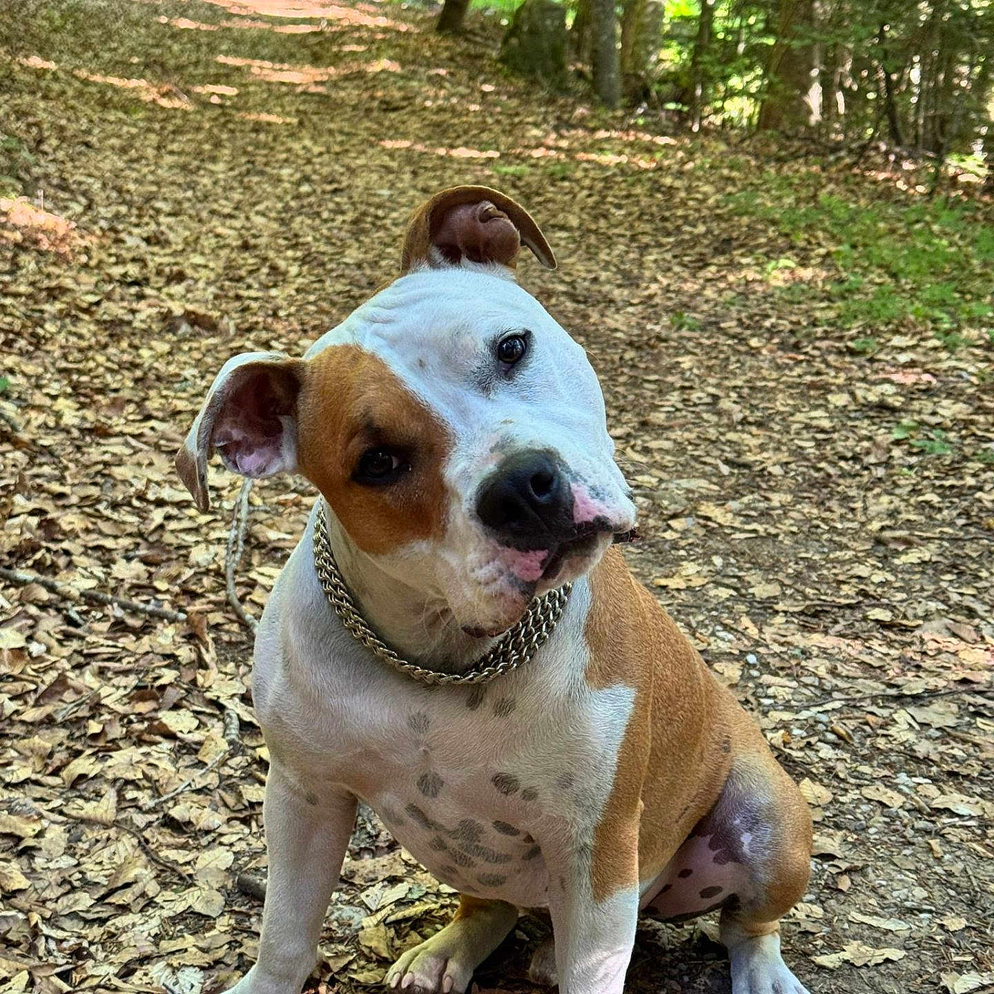 Vérone participe au concours pour gagner de l'argent avec cette photo : animal, brown_spots, canine, chain_collar, curious, daylight, dirt_path, dog, forest, head_tilt, leaves, mammal, nature, outdoor, pet, sitting, spot_pattern, trail, trees, white_fur