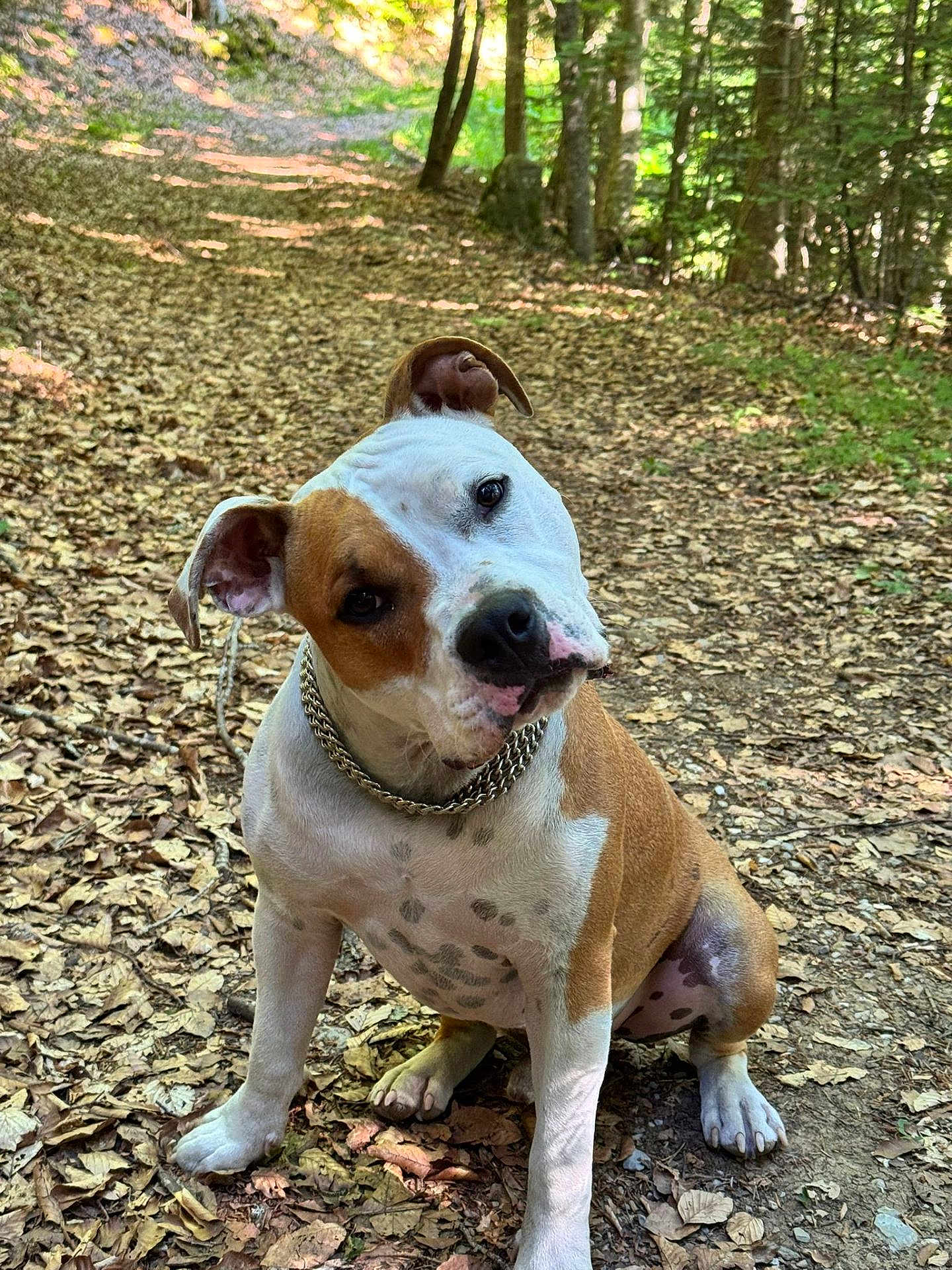 Vérone participe au concours pour gagner de l'argent avec cette photo : dog, forest, trail, leaves, nature, outdoor, canine, pet, chain_collar, head_tilt, brown_spots, white_fur, sitting, daylight, trees, dirt_path, curious, animal, mammal, spot_pattern
