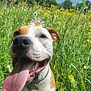 Vérone participe au concours pour gagner de l'argent avec cette photo : dog, tongue_out, happy, flower, daisy, grass, meadow, outdoor, nature, sunny, pet, animal, canine, collar, close_up, summer, greenery, wildflowers, smiling, playful