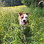 Vérone participe au concours pour gagner de l'argent avec cette photo : dog, outdoor, grass, wildflowers, nature, sunlight, happy, tongue_out, running, meadow, greenery, canine, summer, playful, field, animal, pet, forest_edge, daylight, energetic